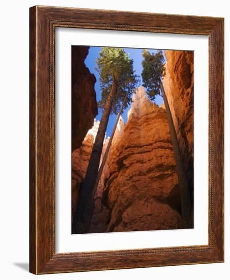 Utah, Bryce Canyon National Park, Douglas Fir Trees in Slot Canyon, USA-John Warburton-lee-Framed Photographic Print