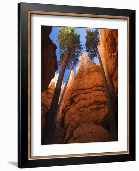 Utah, Bryce Canyon National Park, Douglas Fir Trees in Slot Canyon, USA-John Warburton-lee-Framed Photographic Print