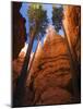 Utah, Bryce Canyon National Park, Douglas Fir Trees in Slot Canyon, USA-John Warburton-lee-Mounted Photographic Print