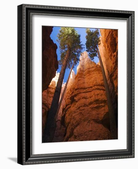 Utah, Bryce Canyon National Park, Douglas Fir Trees in Slot Canyon, USA-John Warburton-lee-Framed Photographic Print