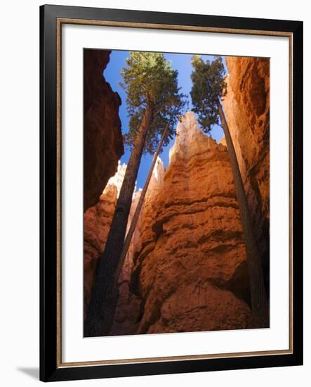 Utah, Bryce Canyon National Park, Douglas Fir Trees in Slot Canyon, USA-John Warburton-lee-Framed Photographic Print