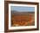 Utah, Bryce Canyon National Park. View of canyon with hoodoos-Jamie & Judy Wild-Framed Photographic Print