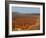 Utah, Bryce Canyon National Park. View of canyon with hoodoos-Jamie & Judy Wild-Framed Photographic Print