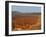 Utah, Bryce Canyon National Park. View of canyon with hoodoos-Jamie & Judy Wild-Framed Photographic Print