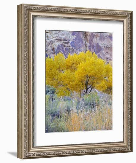 Utah, Capitol Reef National Park, Cottonwood Tree-Jamie & Judy Wild-Framed Photographic Print