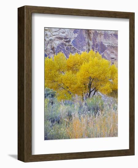 Utah, Capitol Reef National Park, Cottonwood Tree-Jamie & Judy Wild-Framed Photographic Print