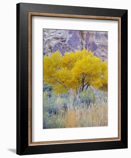 Utah, Capitol Reef National Park, Cottonwood Tree-Jamie & Judy Wild-Framed Photographic Print