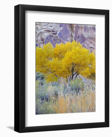 Utah, Capitol Reef National Park, Cottonwood Tree-Jamie & Judy Wild-Framed Photographic Print