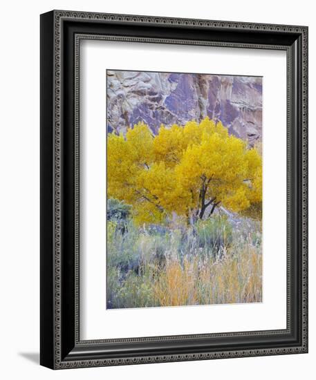 Utah, Capitol Reef National Park, Cottonwood Tree-Jamie & Judy Wild-Framed Photographic Print