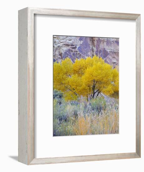 Utah, Capitol Reef National Park, Cottonwood Tree-Jamie & Judy Wild-Framed Photographic Print
