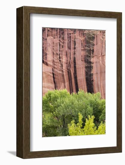 Utah, Capitol Reef National Park. Cottonwood Trees and Cliff Streaked with Desert Varnish-Jaynes Gallery-Framed Photographic Print