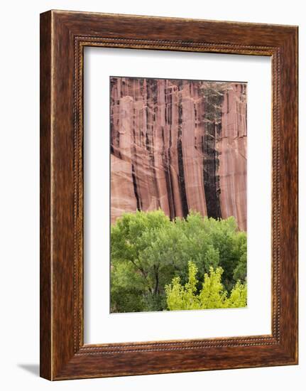 Utah, Capitol Reef National Park. Cottonwood Trees and Cliff Streaked with Desert Varnish-Jaynes Gallery-Framed Photographic Print