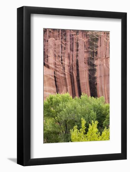 Utah, Capitol Reef National Park. Cottonwood Trees and Cliff Streaked with Desert Varnish-Jaynes Gallery-Framed Photographic Print