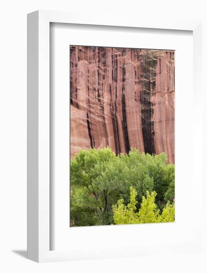 Utah, Capitol Reef National Park. Cottonwood Trees and Cliff Streaked with Desert Varnish-Jaynes Gallery-Framed Photographic Print