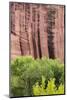 Utah, Capitol Reef National Park. Cottonwood Trees and Cliff Streaked with Desert Varnish-Jaynes Gallery-Mounted Photographic Print