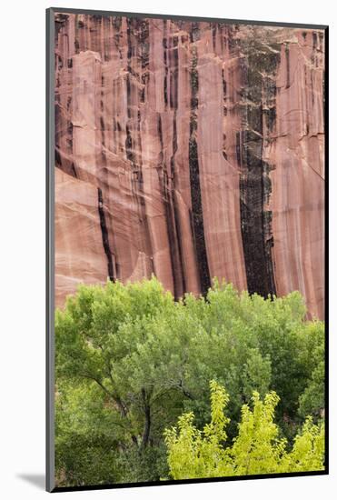 Utah, Capitol Reef National Park. Cottonwood Trees and Cliff Streaked with Desert Varnish-Jaynes Gallery-Mounted Photographic Print