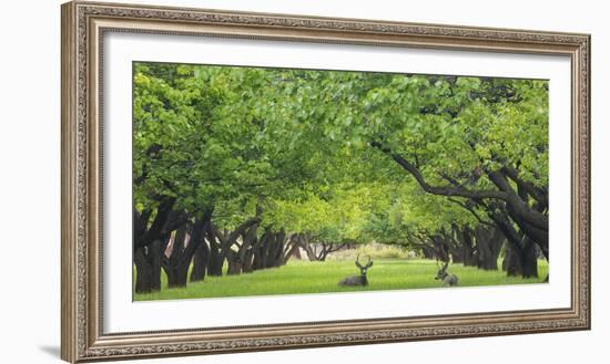 Utah, Capitol Reef National Park. Deer in Sylvan Orchard-Jaynes Gallery-Framed Photographic Print