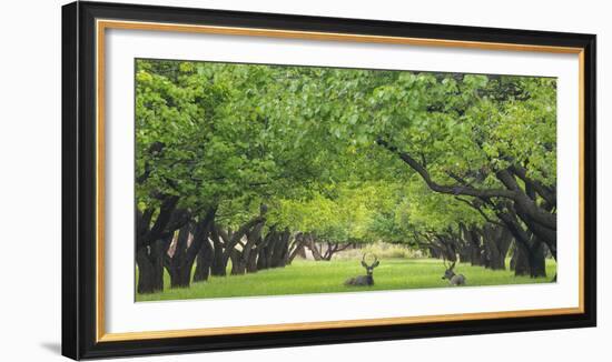 Utah, Capitol Reef National Park. Deer in Sylvan Orchard-Jaynes Gallery-Framed Photographic Print