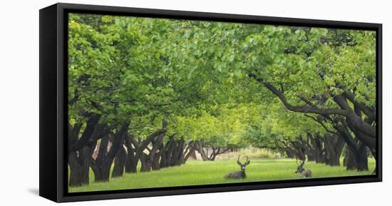 Utah, Capitol Reef National Park. Deer in Sylvan Orchard-Jaynes Gallery-Framed Premier Image Canvas