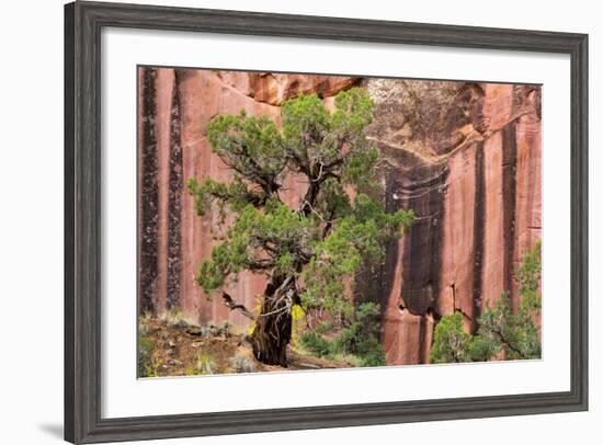 Utah, Capitol Reef National Park. Juniper Tree and a Cliff Streaked with Desert Varnish-Jaynes Gallery-Framed Photographic Print