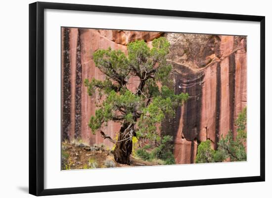 Utah, Capitol Reef National Park. Juniper Tree and a Cliff Streaked with Desert Varnish-Jaynes Gallery-Framed Photographic Print