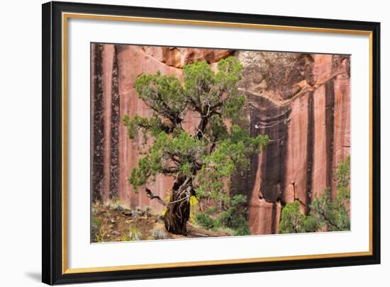 Utah, Capitol Reef National Park. Juniper Tree and a Cliff Streaked with Desert Varnish-Jaynes Gallery-Framed Photographic Print