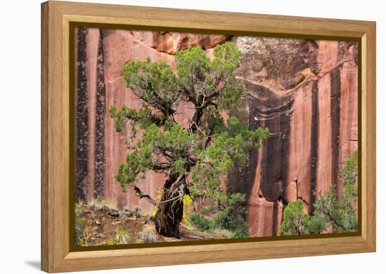 Utah, Capitol Reef National Park. Juniper Tree and a Cliff Streaked with Desert Varnish-Jaynes Gallery-Framed Premier Image Canvas