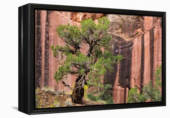 Utah, Capitol Reef National Park. Juniper Tree and a Cliff Streaked with Desert Varnish-Jaynes Gallery-Framed Premier Image Canvas