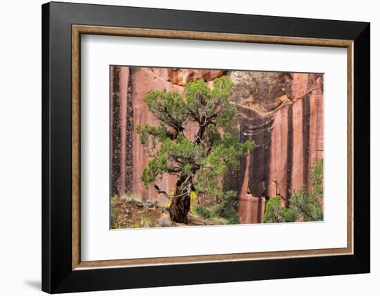 Utah, Capitol Reef National Park. Juniper Tree and a Cliff Streaked with Desert Varnish-Jaynes Gallery-Framed Photographic Print
