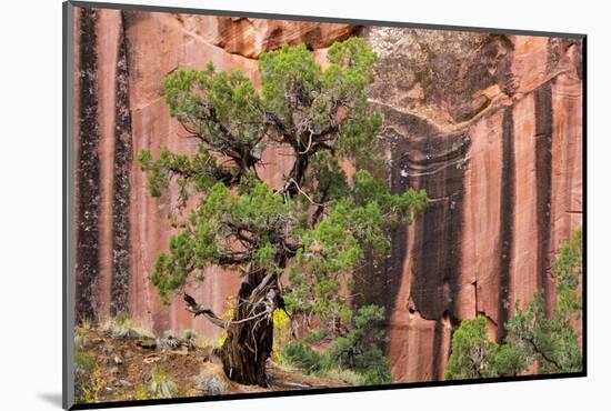 Utah, Capitol Reef National Park. Juniper Tree and a Cliff Streaked with Desert Varnish-Jaynes Gallery-Mounted Photographic Print