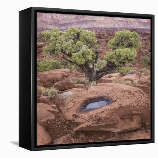 Utah, Capitol Reef National Park. Juniper Tree and Pool in Rock-Jaynes Gallery-Framed Premier Image Canvas