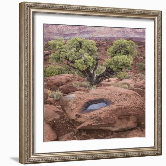 Utah, Capitol Reef National Park. Juniper Tree and Pool in Rock-Jaynes Gallery-Framed Photographic Print