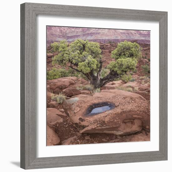 Utah, Capitol Reef National Park. Juniper Tree and Pool in Rock-Jaynes Gallery-Framed Photographic Print