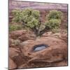 Utah, Capitol Reef National Park. Juniper Tree and Pool in Rock-Jaynes Gallery-Mounted Photographic Print