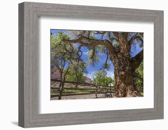 Utah, Capitol Reef National Park. Old Cottonwood Tree and Fence-Jaynes Gallery-Framed Photographic Print