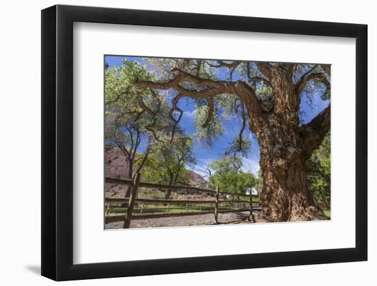 Utah, Capitol Reef National Park. Old Cottonwood Tree and Fence-Jaynes Gallery-Framed Photographic Print