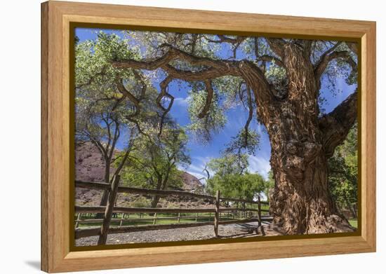 Utah, Capitol Reef National Park. Old Cottonwood Tree and Fence-Jaynes Gallery-Framed Premier Image Canvas