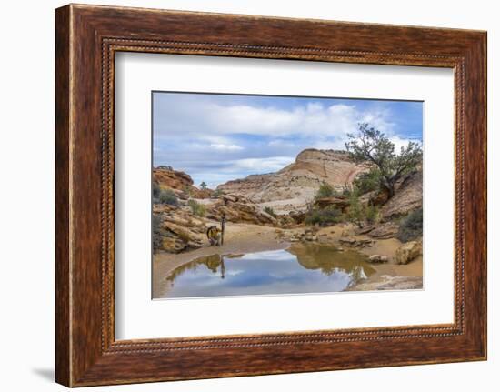 Utah, Capitol Reef National Park. Photographer Surveys Scenic-Jaynes Gallery-Framed Photographic Print