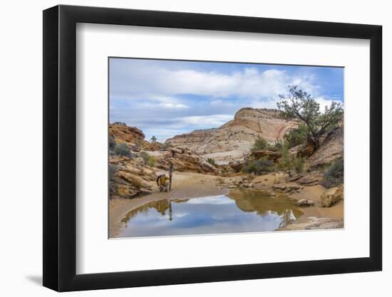 Utah, Capitol Reef National Park. Photographer Surveys Scenic-Jaynes Gallery-Framed Photographic Print