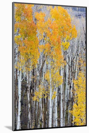 Utah, Dixie National Forest, Aspen Forest Along Highway 12-Jamie And Judy Wild-Mounted Photographic Print