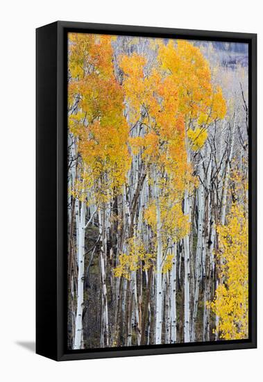 Utah, Dixie National Forest, Aspen Forest Along Highway 12-Jamie And Judy Wild-Framed Premier Image Canvas