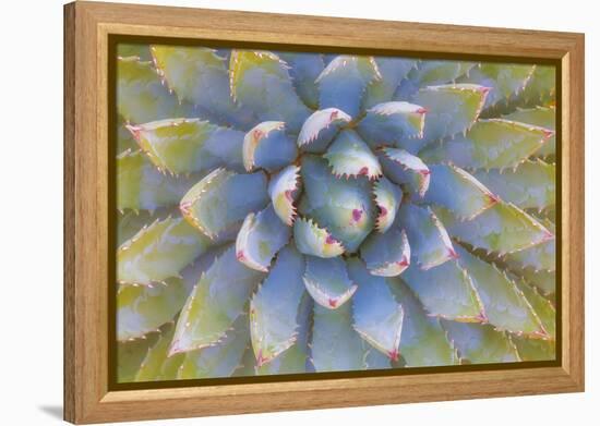 Utah, Dixie National Forest. Close Up of Yucca Plant-Jaynes Gallery-Framed Premier Image Canvas
