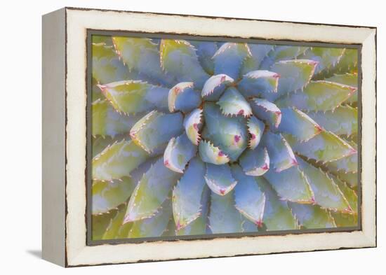 Utah, Dixie National Forest. Close Up of Yucca Plant-Jaynes Gallery-Framed Premier Image Canvas