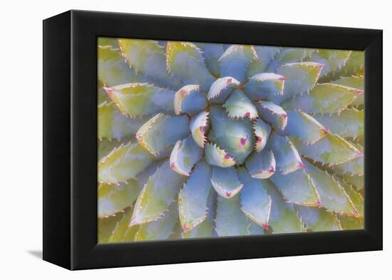 Utah, Dixie National Forest. Close Up of Yucca Plant-Jaynes Gallery-Framed Premier Image Canvas