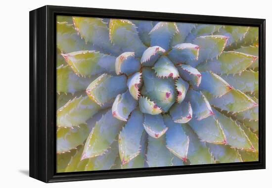Utah, Dixie National Forest. Close Up of Yucca Plant-Jaynes Gallery-Framed Premier Image Canvas