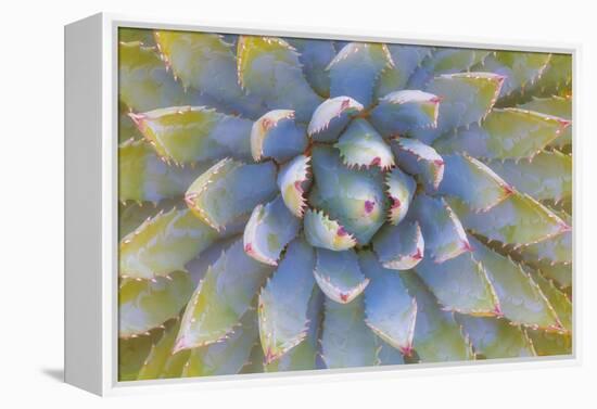 Utah, Dixie National Forest. Close Up of Yucca Plant-Jaynes Gallery-Framed Premier Image Canvas