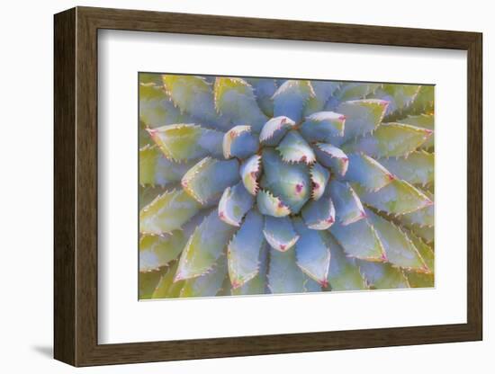 Utah, Dixie National Forest. Close Up of Yucca Plant-Jaynes Gallery-Framed Photographic Print