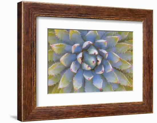 Utah, Dixie National Forest. Close Up of Yucca Plant-Jaynes Gallery-Framed Photographic Print