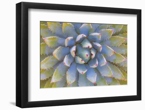 Utah, Dixie National Forest. Close Up of Yucca Plant-Jaynes Gallery-Framed Photographic Print