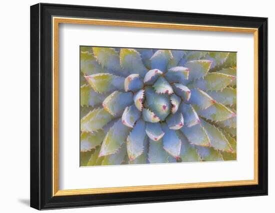 Utah, Dixie National Forest. Close Up of Yucca Plant-Jaynes Gallery-Framed Photographic Print